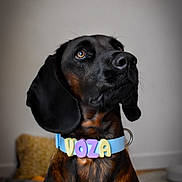 Voza participe au concours pour gagner de l'argent avec cette photo : adorable, animal, black_dog, brown_dog, canine, close_up, collar, colorful_letters, cute, dog, domestic_animal, ears, fur, household, indoor, looking_up, muzzle, pet, portrait, whiskers