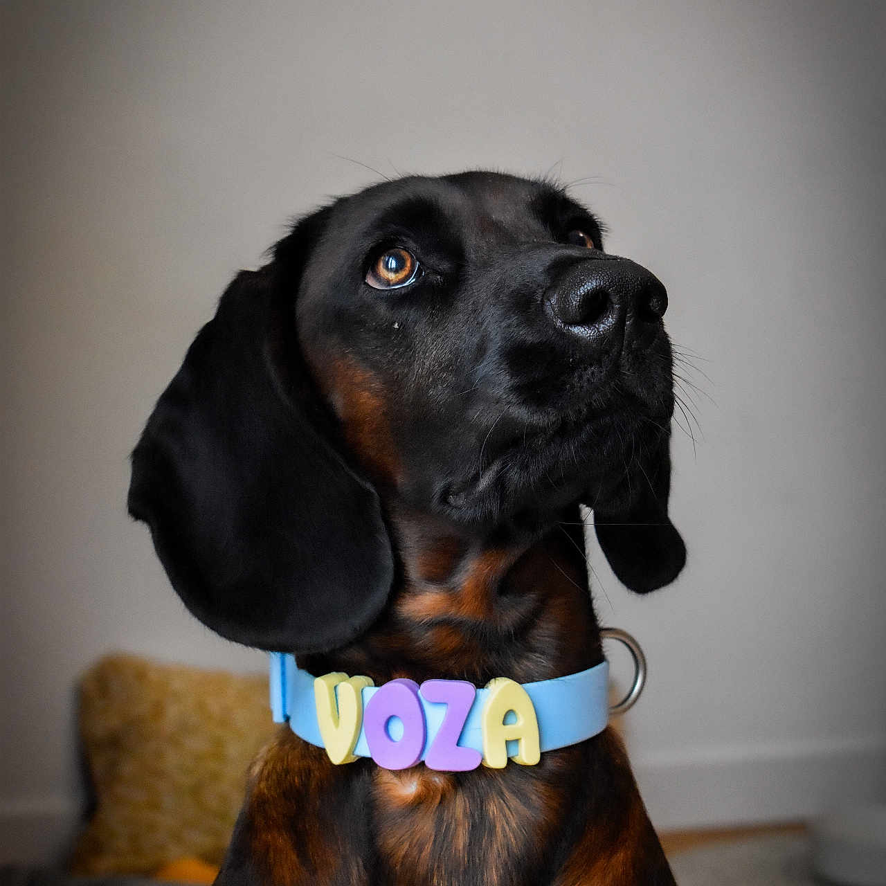 Voza participe au concours pour gagner de l'argent avec cette photo : adorable, animal, black_dog, brown_dog, canine, close_up, collar, colorful_letters, cute, dog, domestic_animal, ears, fur, household, indoor, looking_up, muzzle, pet, portrait, whiskers