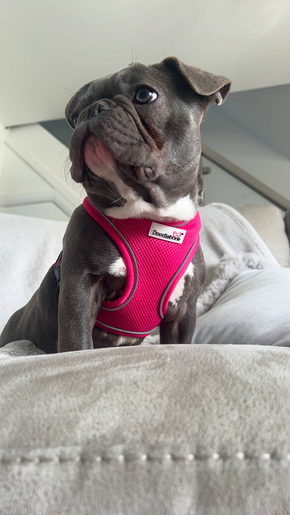 Barbra is registered to the contest to win money with this photo: canidae, carnivore, collar, companion_dog, dog, dog_breed, dog_collar, dog_supply, fawn, grey, leash, liver, pet_supply, pug, snout, sporting_group, toy_dog, whiskers, working_animal, wrinkle