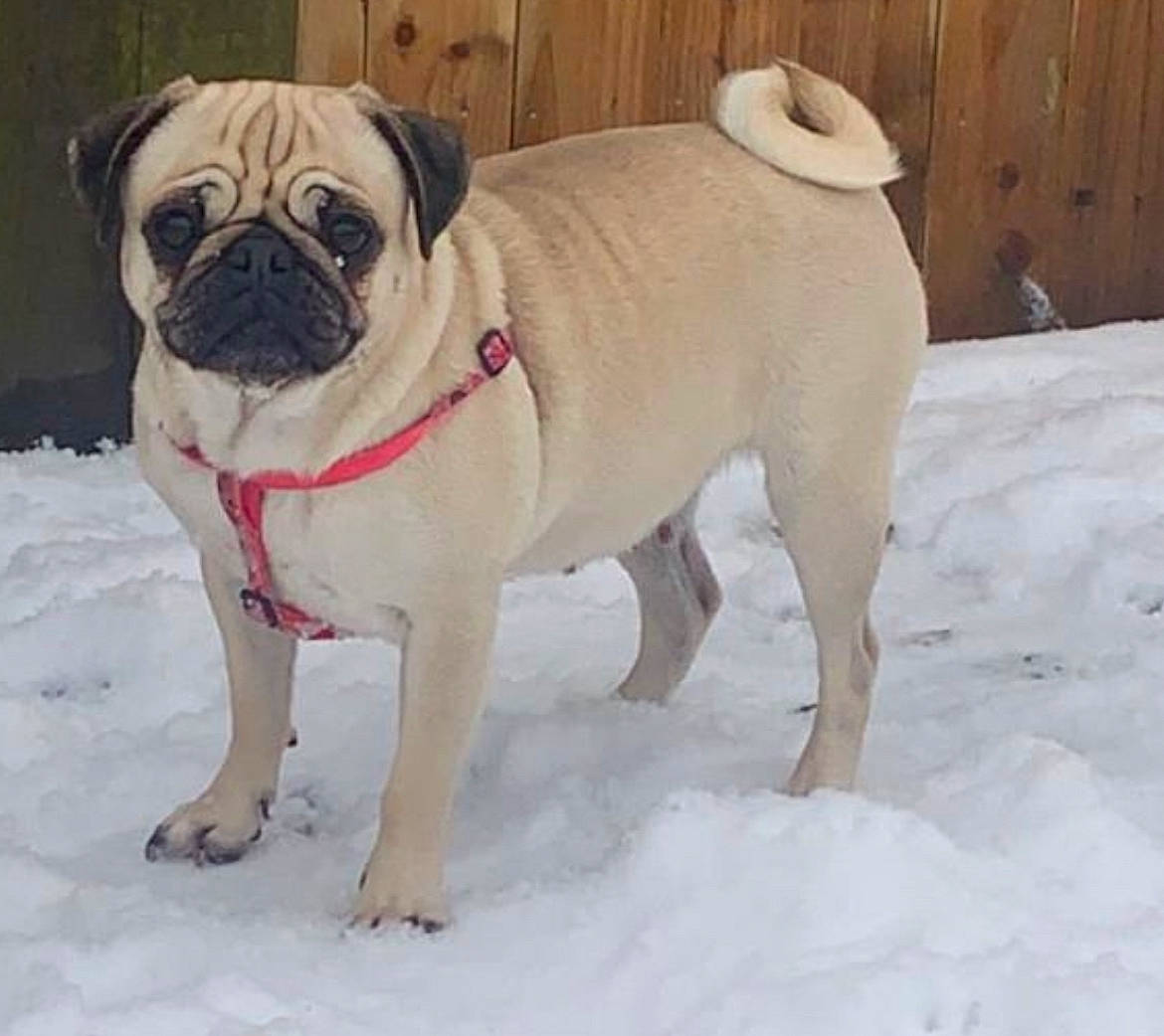 Nala joined the competition — help win amazing prizes! canidae, carnivore, collar, companion_dog, dog, dog_breed, dog_collar, dog_supply, fawn, fur, pet_supply, pug, snout, snow, sporting_group, toy_dog, winter, wood, working_animal, wrinkle