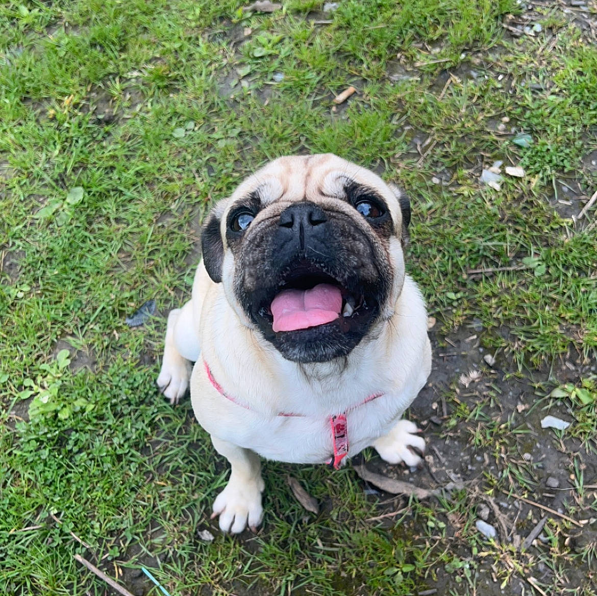 Nala joined the competition — help win amazing prizes! canidae, carnivore, companion_dog, dog, dog_breed, fawn, grass, groundcover, non_sporting_group, plant, pug, sporting_group, terrestrial_animal, toy_dog, tree, working_animal, wrinkle