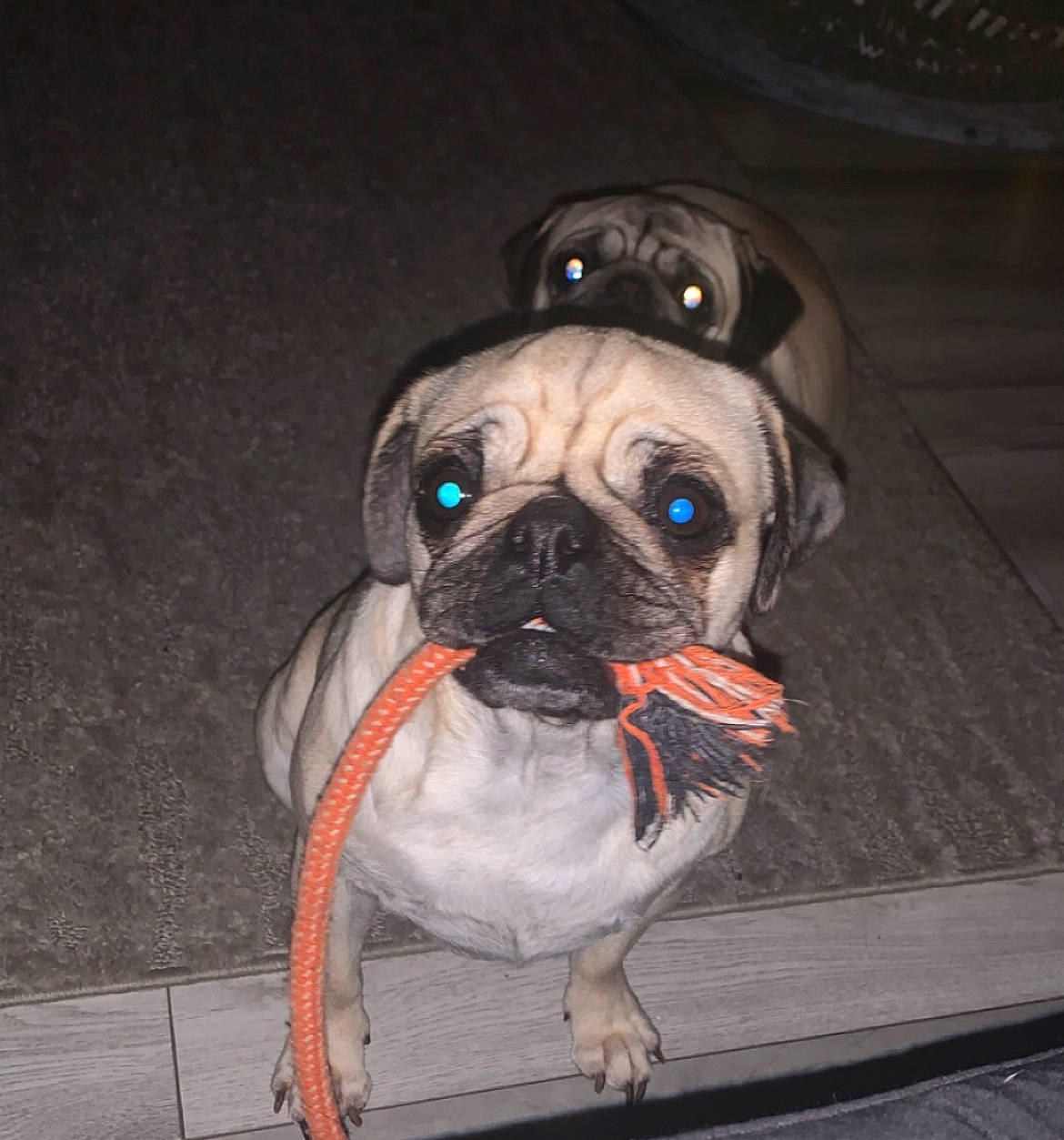 Nala is registered to the contest to win money with this photo: canidae, carnivore, collar, companion_dog, dog, dog_breed, dog_clothes, dog_collar, dog_supply, fawn, fur, leash, pug, snout, sporting_group, toy_dog, whiskers, wood, working_animal, wrinkle