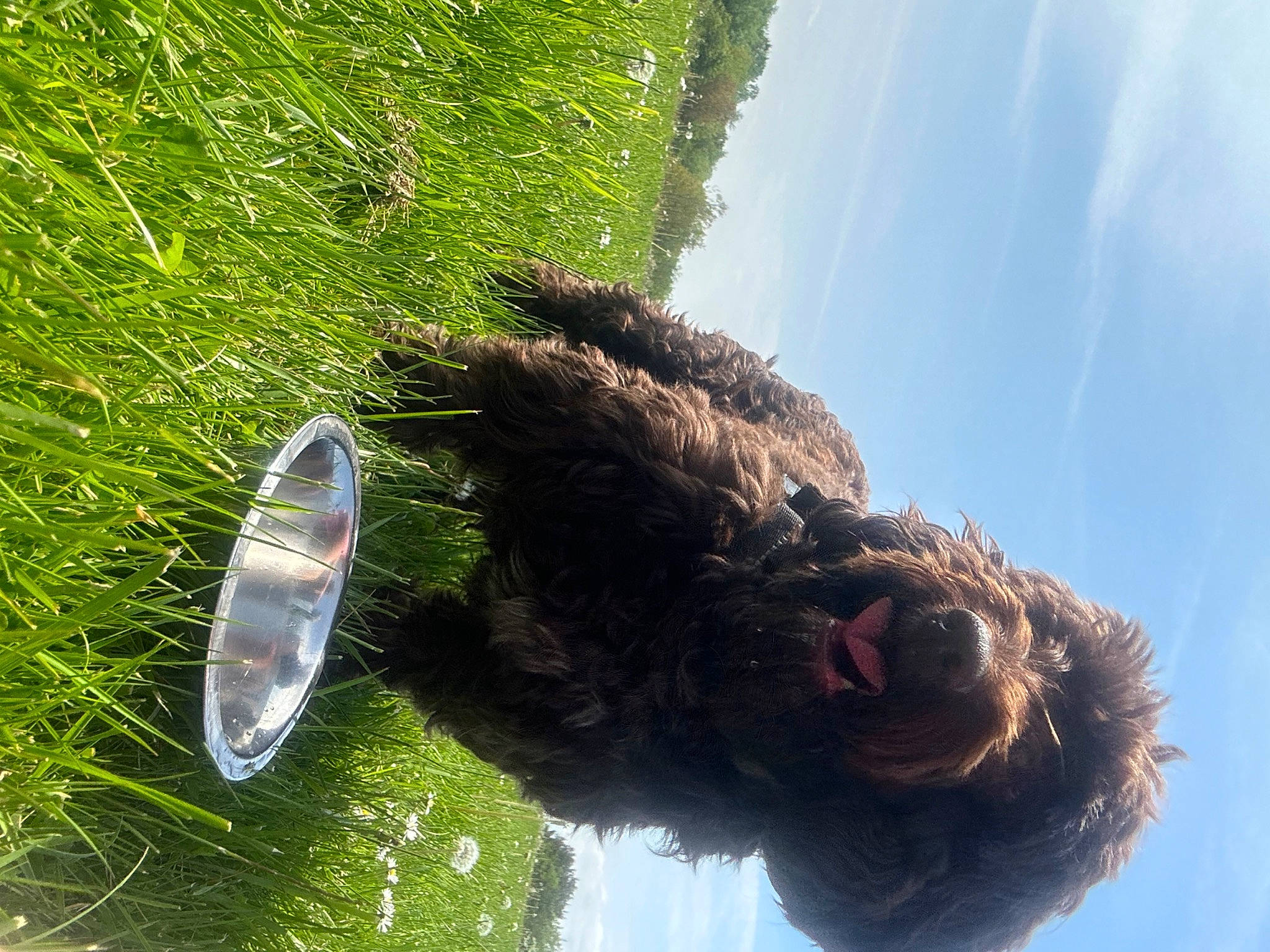 Willow joined the competition — help win amazing prizes! alpaca, canidae, carnivore, cloud, dog, dog_breed, fur, grass, labradoodle, organism, plant, reflection, sky, sporting_group, tail, terrier, tree, vertebrate, water, wing