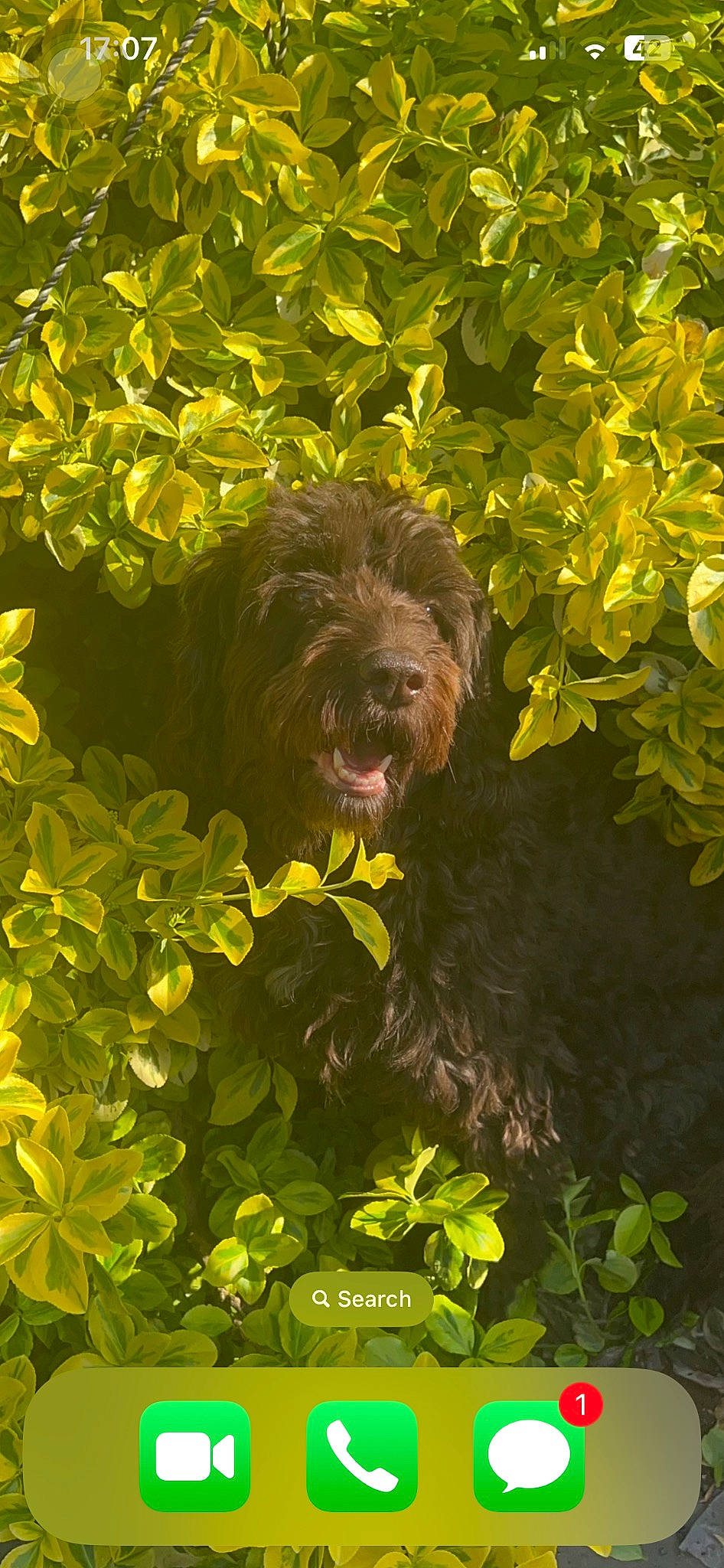 Willow is registered to the contest to win money with this photo: canidae, carnivore, circle, companion_dog, dog, dog_breed, garden, grass, groundcover, landscape, liver, plant, shrub, small_terrier, sporting_group, terrier, toy_dog, water_dog, working_animal, yorkipoo