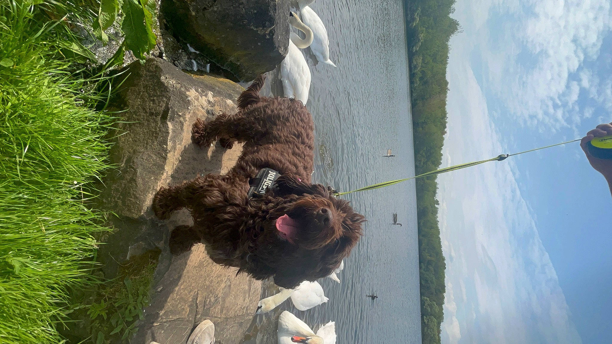 Willow is registered to the contest to win money with this photo: canidae, carnivore, cloud, dog_breed, fur, landscape, plant, rock, sky, soil, sporting_group, tail, terrestrial_animal, terrestrial_plant, tree, trunk, water, wood