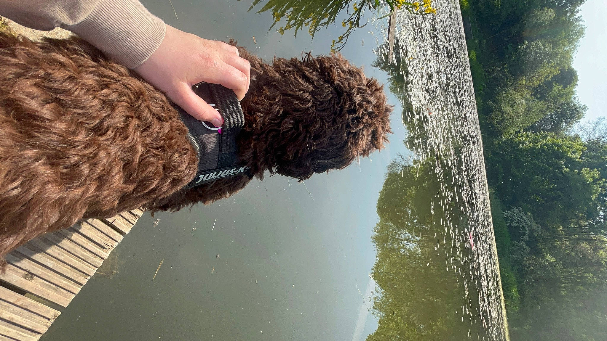 Willow is registered to the contest to win money with this photo: arecales, canidae, dog_breed, fun, fur, grass, lake, natural_material, plant, reflection, sky, soil, sporting_group, terrestrial_plant, tree, trunk, water, wetland, wildlife, wood