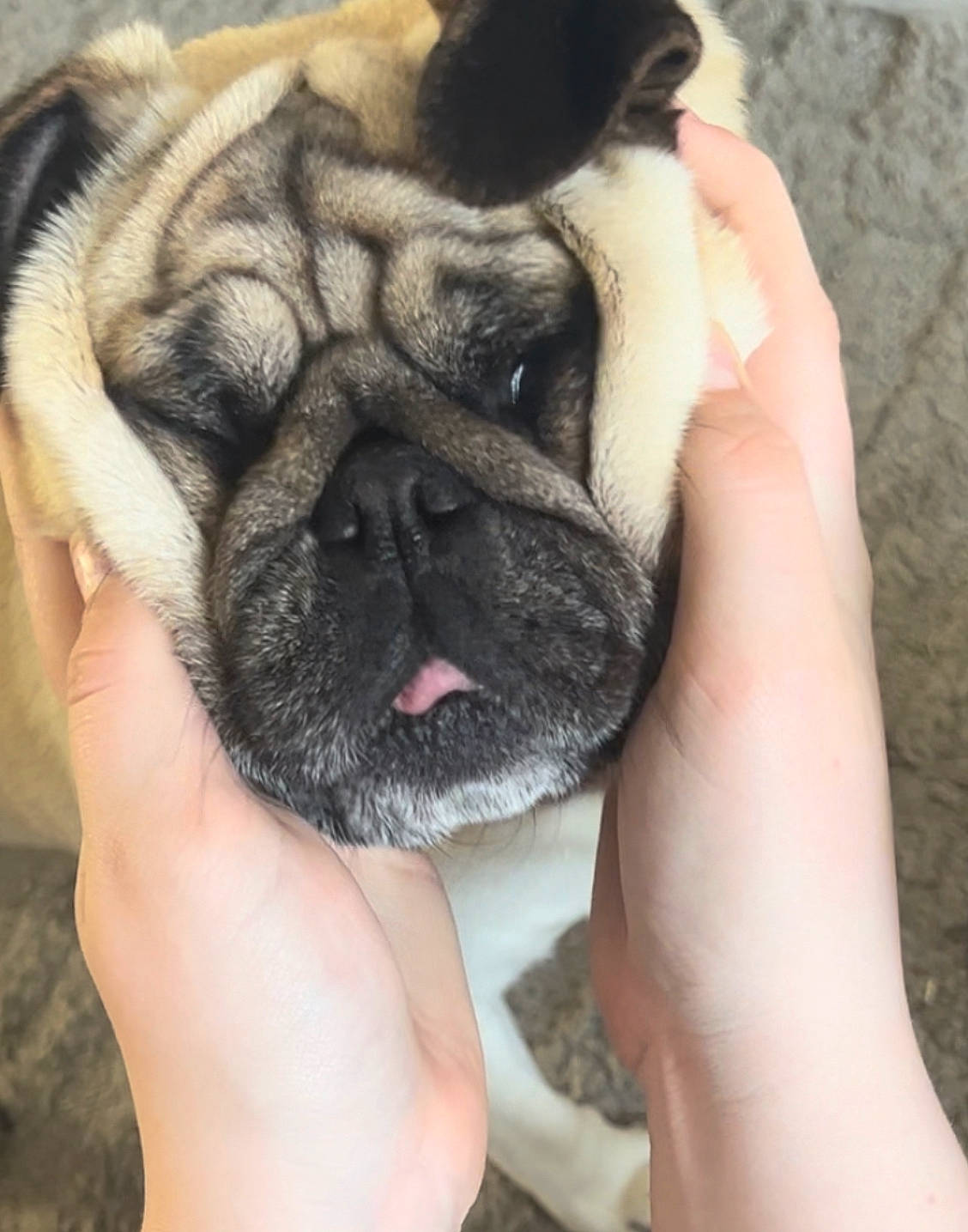 Gucci is registered to the contest to win money with this photo: canidae, carnivore, companion_dog, dog, dog_breed, ear, fawn, finger, foot, fur, nail, paw, pug, puppy_love, sporting_group, thumb, toy_dog, whiskers, working_animal, wrinkle
