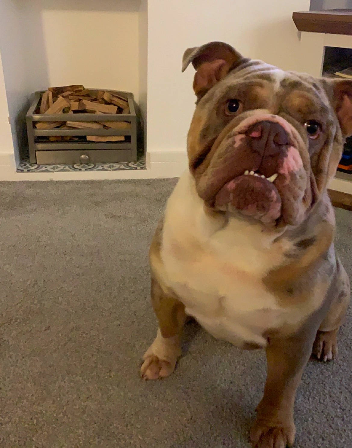 Gary is registered to the contest to win money with this photo: ancient_dog_breeds, bulldog, canidae, carnivore, companion_dog, dog, dog_breed, fawn, flooring, fur, molosser, non_sporting_group, paw, snout, sporting_group, terrestrial_animal, white_english_bulldog, working_animal, wrinkle