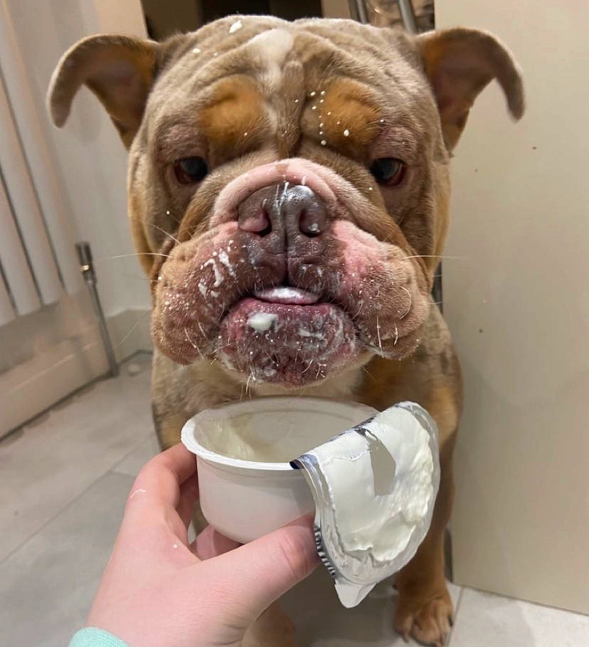 Gary is registered to the contest to win money with this photo: ancient_dog_breeds, bulldog, carnivore, companion_dog, dog, dog_breed, dorset_olde_tyme_bulldogge, fawn, nail, non_sporting_group, ori_pei, serveware, snout, sporting_group, tableware, terrestrial_animal, water, working_animal, working_dog, wrinkle