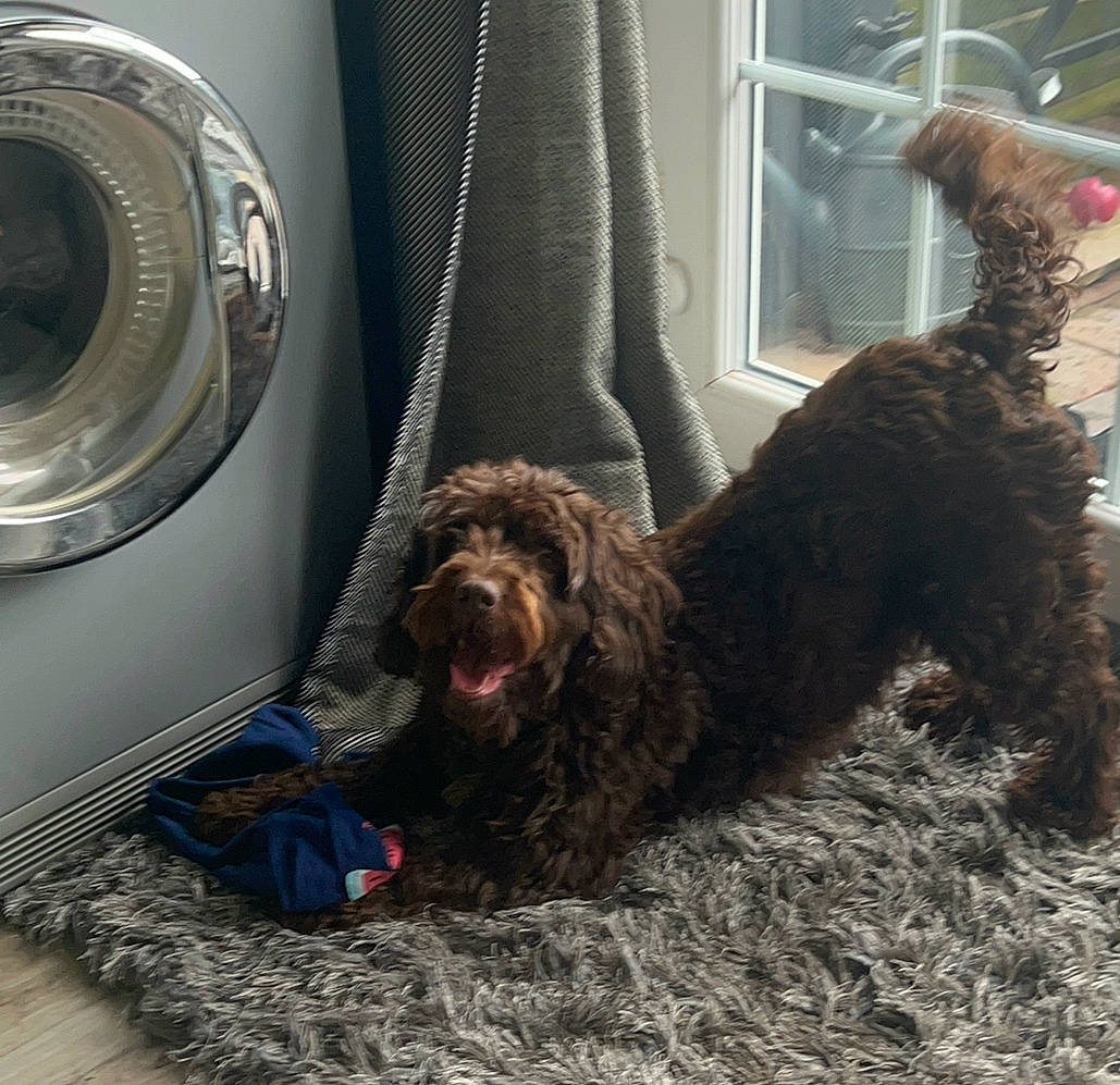 Willow joined the competition — help win amazing prizes! automotive_lighting, automotive_tire, carnivore, clothes_dryer, companion_dog, dog, dog_breed, dog_collar, dog_supply, home_appliance, laundry_room, liver, motor_vehicle, snout, sporting_group, vehicle_door, washing_machine, water_dog, window, working_animal