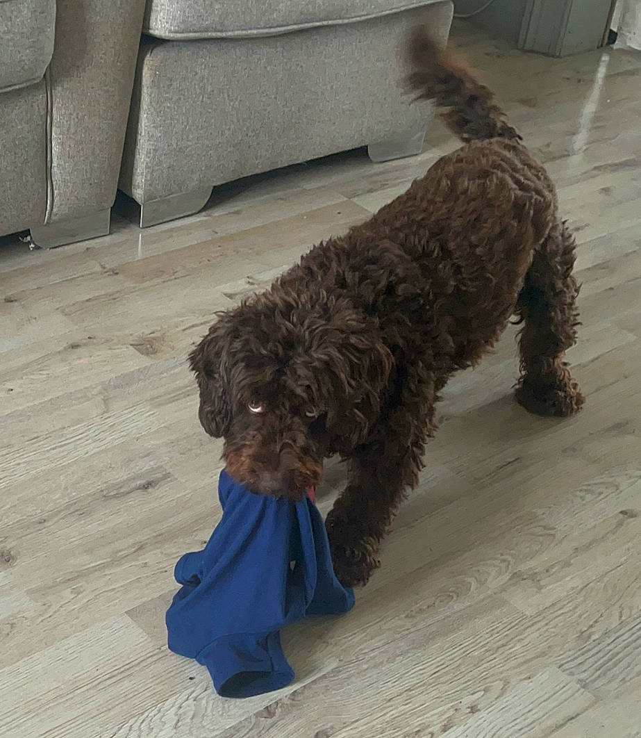 Willow joined the competition — help win amazing prizes! canidae, carnivore, collar, companion_dog, dog, dog_breed, dog_collar, dog_supply, electric_blue, flooring, fur, non_sporting_group, poodle, sporting_group, tail, terrier, toy_dog, water_dog, working_animal, working_dog