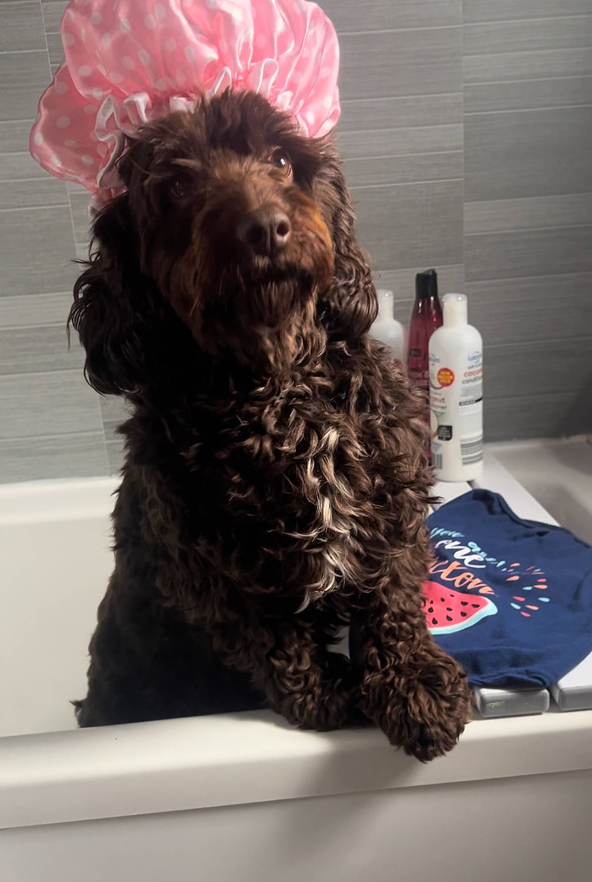 Willow is registered to the contest to win money with this photo: bottle, canidae, carnivore, companion_dog, dog, dog_breed, fur, hat, labradoodle, liver, non_sporting_group, plastic_bottle, snout, spaniel, sporting_group, terrier, toy_dog, water_bottle, water_dog, working_animal