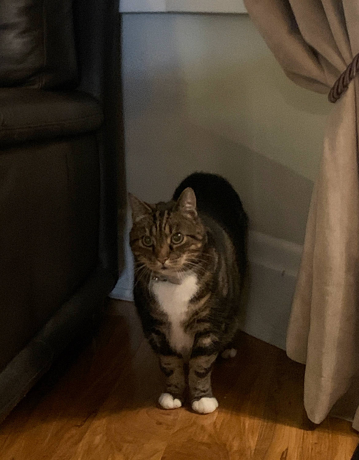 Binxy joined the competition — help win amazing prizes! carnivore, cat, comfort, curtain, domestic_short_haired_cat, door, eye, felidae, floor, flooring, fur, grey, hardwood, head, human_leg, small_to_medium_sized_cats, snout, tail, whiskers, wood