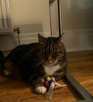 Binxy joined the competition — help win amazing prizes! carnivore, cat, comfort, domestic_short_haired_cat, felidae, floor, flooring, fur, hardwood, laminate_flooring, paw, room, small_to_medium_sized_cats, snout, tail, whiskers, window, wood, wood_flooring, wood_stain