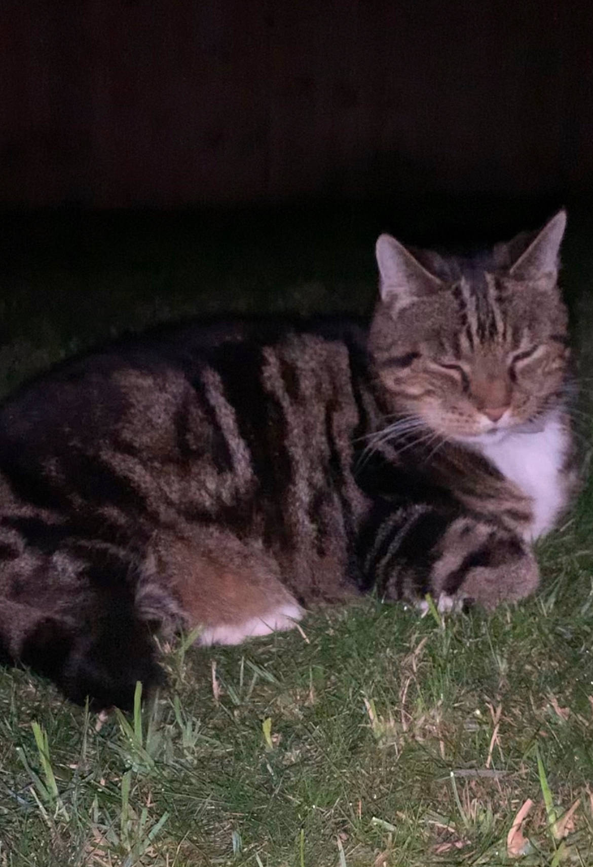 Binxy is registered to the contest to win money with this photo: carnivore, cat, domestic_short_haired_cat, felidae, fur, grass, paw, small_to_medium_sized_cats, snout, tail, terrestrial_animal, whiskers, wildlife