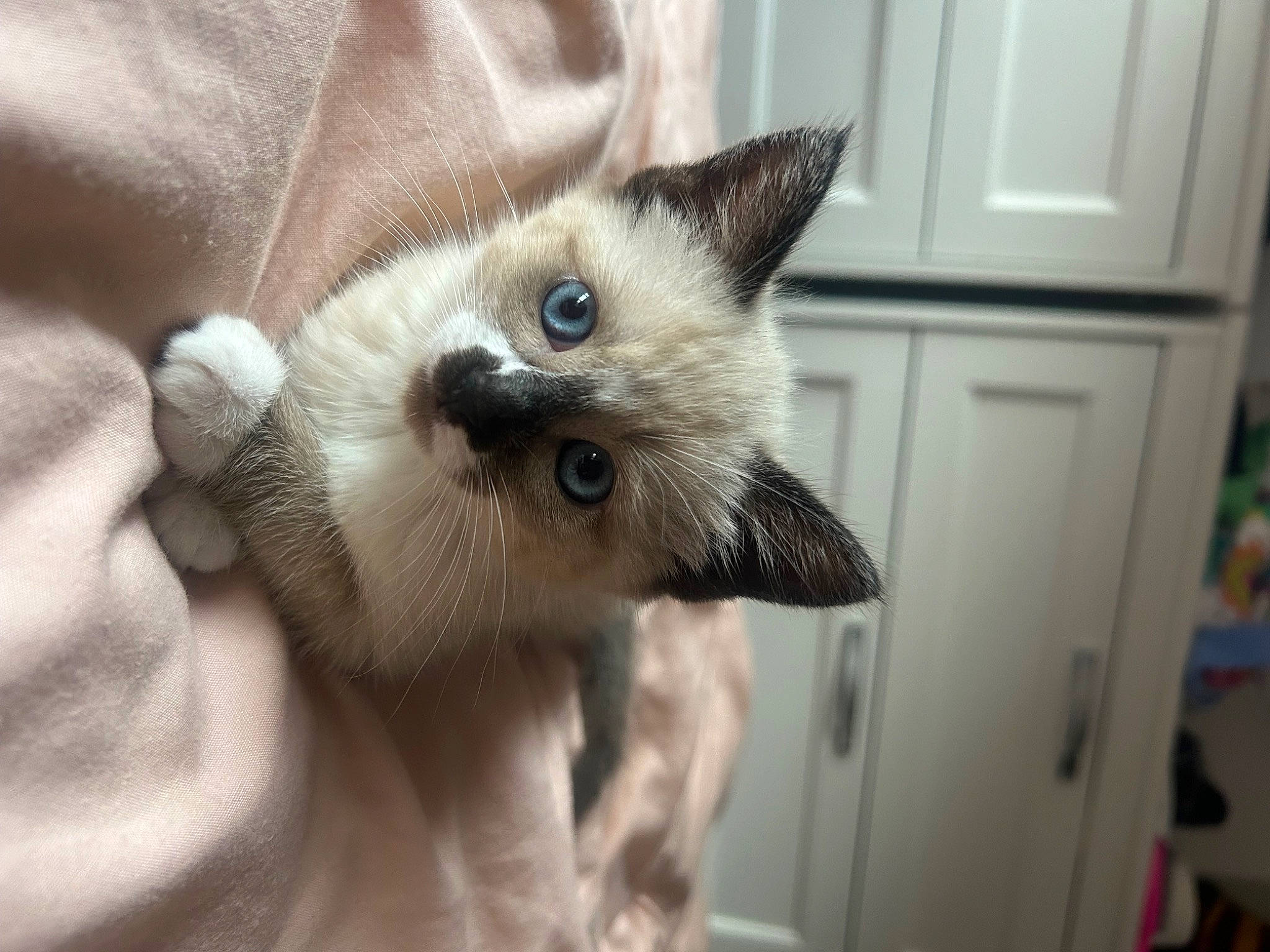 Lilly is registered to the contest to win money with this photo: balinese, birman, carnivore, cat, claw, domestic_short_haired_cat, door, ear, eyelash, fawn, felidae, fur, hand, iris, paw, siamese, small_to_medium_sized_cats, tail, thai, whiskers