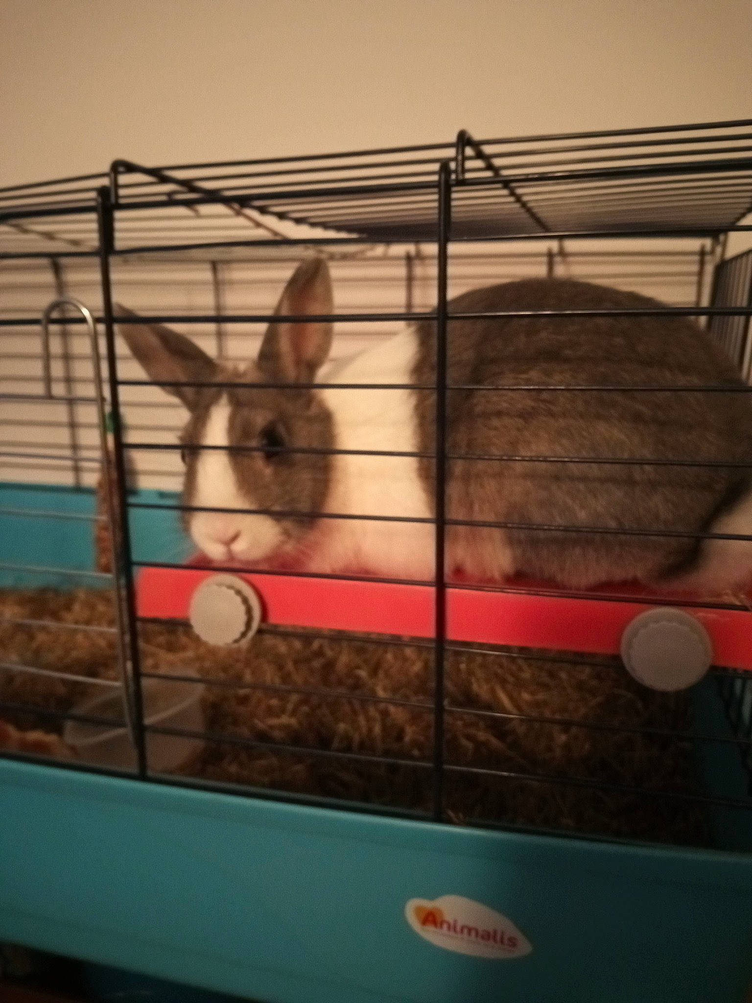 Pika a rejoint le concours — aidez-le/la à gagner de superbes lots ! animal_shelter, cage, chinchilla, degu, domestic_rabbit, fawn, gerbil, pet_supply, rabbit, rabbits_and_hares, rodent