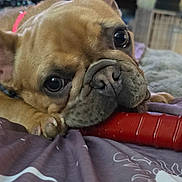 Lulu is registered to the contest to win money with this photo: dog, french_bulldog, pet, close_up, toy, bed, indoor, brown, face, paw, chewing, animal, cute, canine, domestic_animal, playful, resting, nose, ears, fur