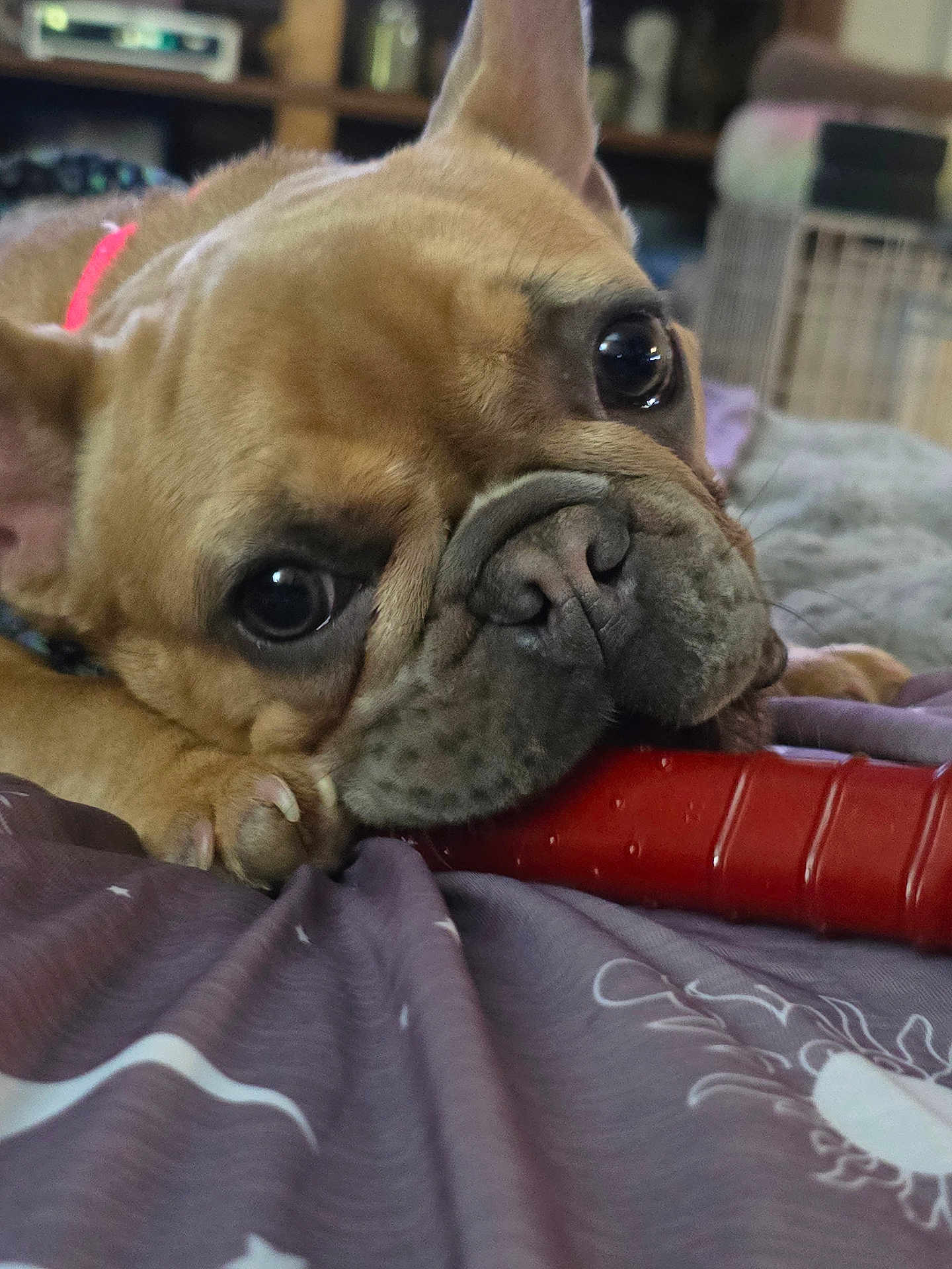 Lulu