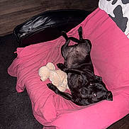 Carbon a rejoint le concours — aidez-le/la à gagner de superbes lots ! dog, black_dog, stuffed_toy, pink_blanket, chair, couch, indoor, wooden_floor, carpet, footwear, sneaker, pet, relaxing, lying_down, cute, animal, cozy, furniture, home, domestic