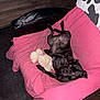 animal, black_dog, carpet, chair, couch, cozy, cute, dog, domestic, footwear, furniture, home, indoor, lying_down, pet, pink_blanket, relaxing, sneaker, stuffed_toy, wooden_floor