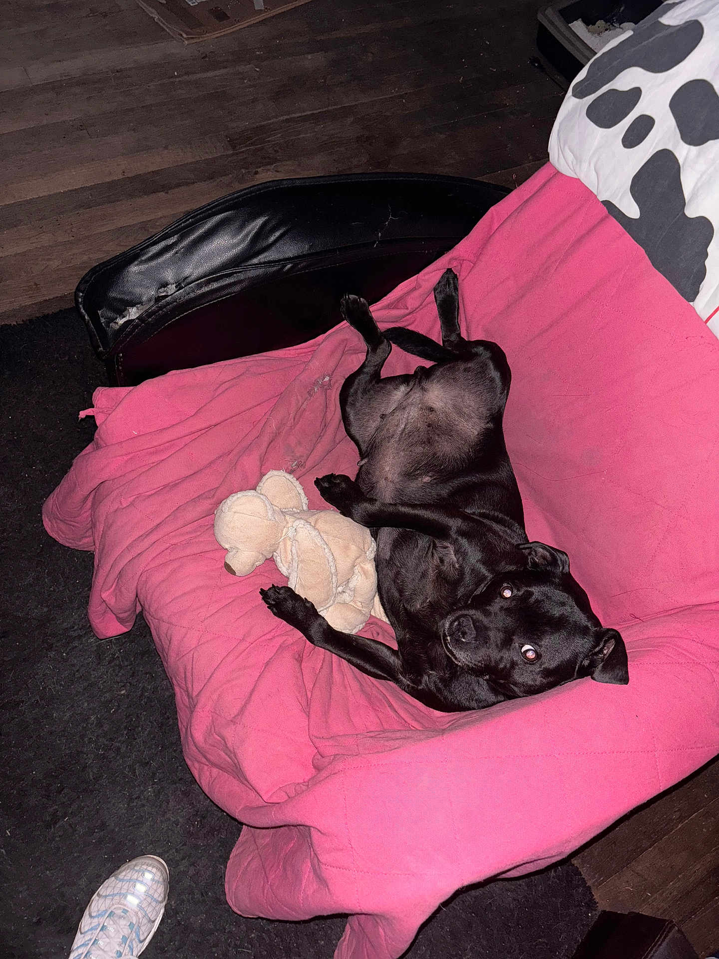 Carbon a rejoint le concours — aidez-le/la à gagner de superbes lots ! dog, black_dog, stuffed_toy, pink_blanket, chair, couch, indoor, wooden_floor, carpet, footwear, sneaker, pet, relaxing, lying_down, cute, animal, cozy, furniture, home, domestic