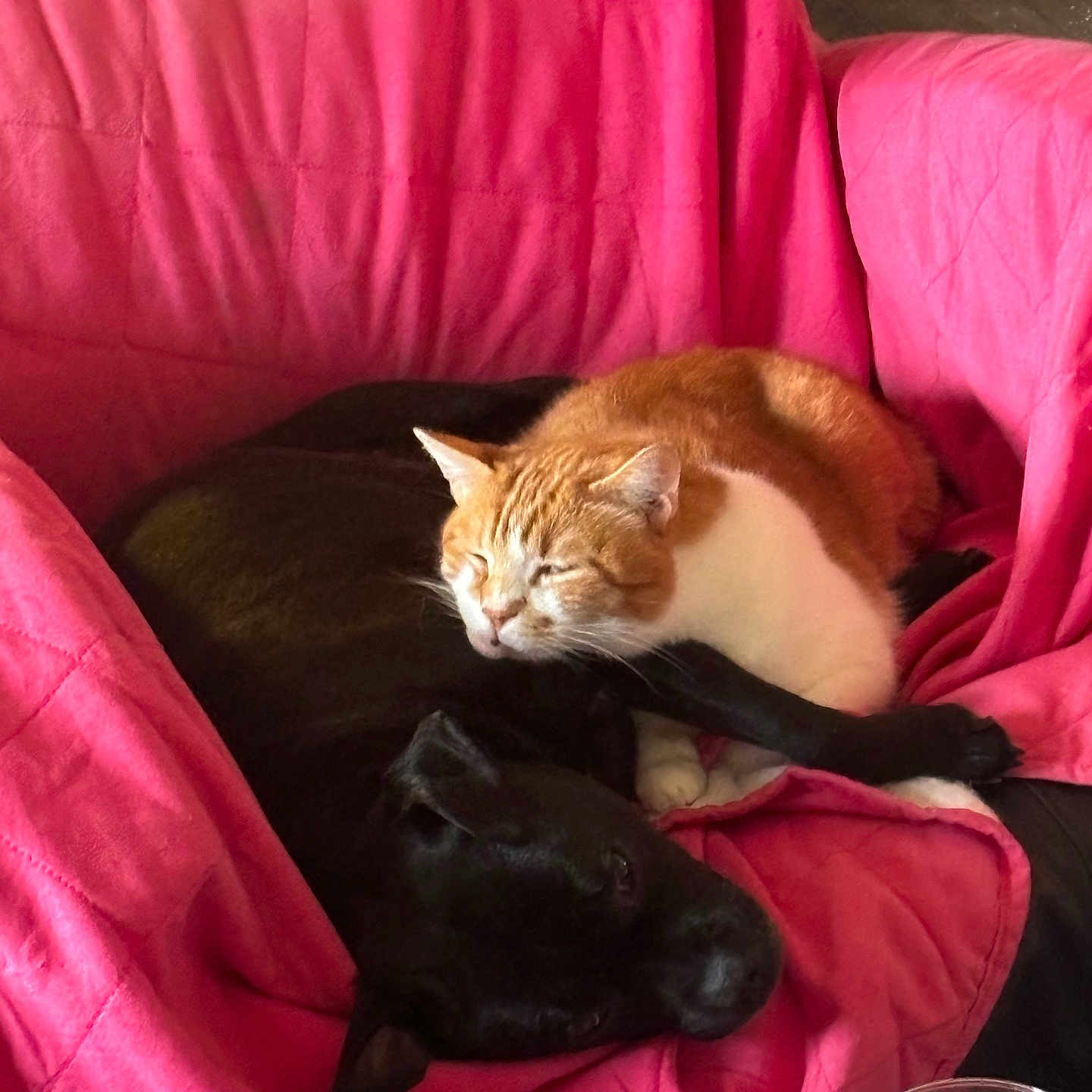 Mickey a rejoint le concours — aidez-le/la à gagner de superbes lots ! abyssinian, animal, armchair, blanket, canine, cat, chair, couch, cushion, dog, furniture, glass, homedecor, kitten, linen, manx, person, pet, sleeping, velvet