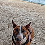 animal, beach, boat, canine, coast, daytime, dog, fun, happy, harness, nature, ocean, outdoor, pet, playful, sand, shore, summer, tongue, water