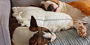 Tyson participe au concours pour gagner de l'argent avec cette photo : animal, blanket, brown, comfortable, companion, couch, cozy, dog, domestic, fur, furniture, home, indoor, nap, pet, pillow, relaxing, rest, sleeping, white