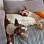 animal, blanket, brown, comfortable, companion, couch, cozy, dog, domestic, fur, furniture, home, indoor, nap, pet, pillow, relaxing, rest, sleeping, white