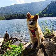 Aïka a rejoint le concours — aidez-le/la à gagner de superbes lots ! dog, lake, rock, mountains, sky, clouds, water, nature, outdoor, greenery, sunlight, pet, canine, harness, animal, scenic, landscape, forest, daytime, summer