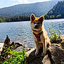 dog, lake, rock, mountains, sky, clouds, water, nature, outdoor, greenery, sunlight, pet, canine, harness, animal, scenic, landscape, forest, daytime, summer