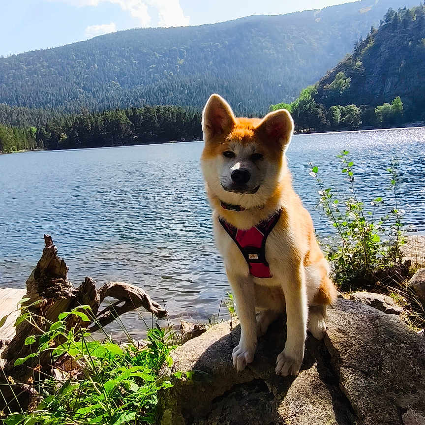 Aïka a rejoint le concours — aidez-le/la à gagner de superbes lots ! animal, canine, clouds, daytime, dog, forest, greenery, harness, lake, landscape, mountains, nature, outdoor, pet, rock, scenic, sky, summer, sunlight, water