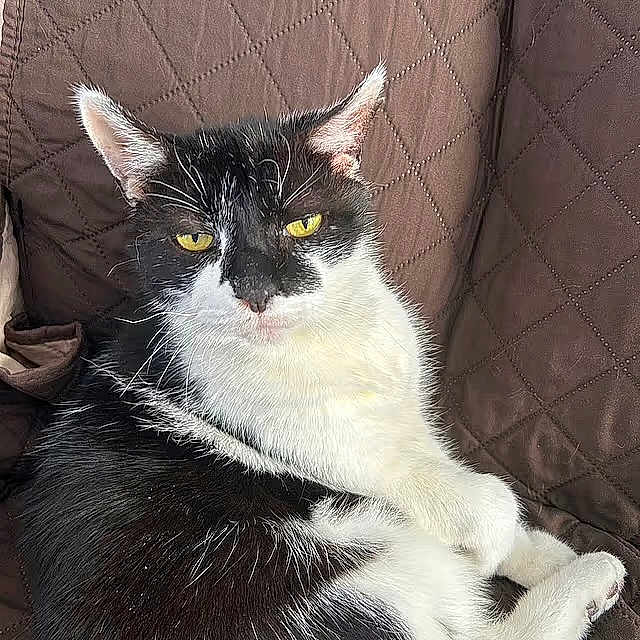 Bashful is registered to the contest to win money with this photo: cat, black_and_white, yellow_eyes, animal, pet, feline, relaxed, indoor, cushion, quilted, fur, whiskers, ears, resting, close_up, portrait, cute, domestic_animal, laying, comfortable