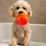 Missy is registered to the contest to win money with this photo: dog, bathtub, bubble, orange_ball, curly_fur, pet, bathroom, soap, water, playful, animal, cute, fur, toy, white, indoor, paw, nose, face, pet_care