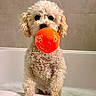 dog, bathtub, bubble, orange_ball, curly_fur, pet, bathroom, soap, water, playful, animal, cute, fur, toy, white, indoor, paw, nose, face, pet_care
