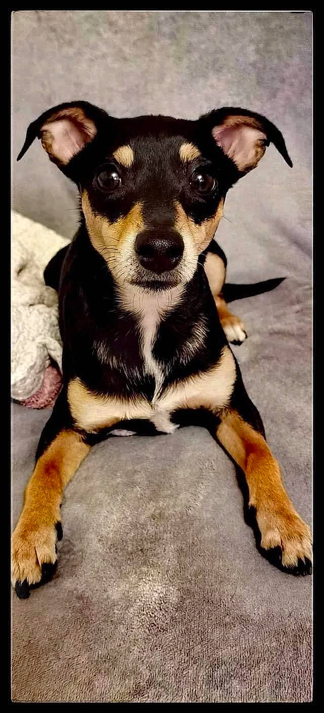 Jazz participe au concours pour gagner de l'argent avec cette photo : balance, canidae, carnivore, chihuahua, companion_dog, dog, dog_breed, dog_supply, fawn, fur, guard_dog, paw, snout, terrestrial_animal, toy_dog, whiskers, working_animal, working_dog