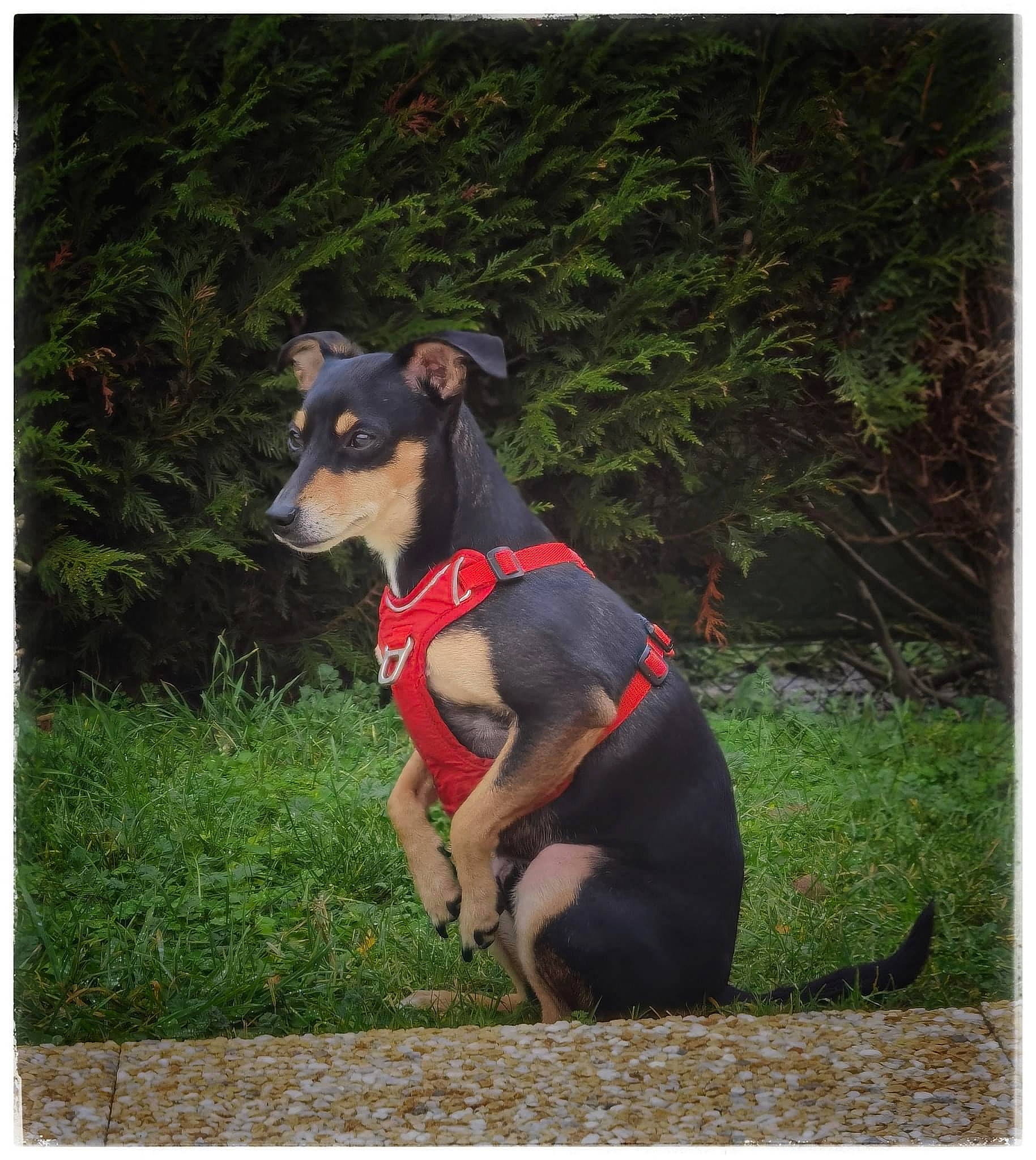 Jazz participe au concours pour gagner de l'argent avec cette photo : canidae, carnivore, collar, companion_dog, dog, dog_breed, dog_clothes, dog_collar, dog_sports, dog_supply, fawn, grass, guard_dog, plant, rectangle, sporting_group, toy_dog, tree, whiskers, working_animal
