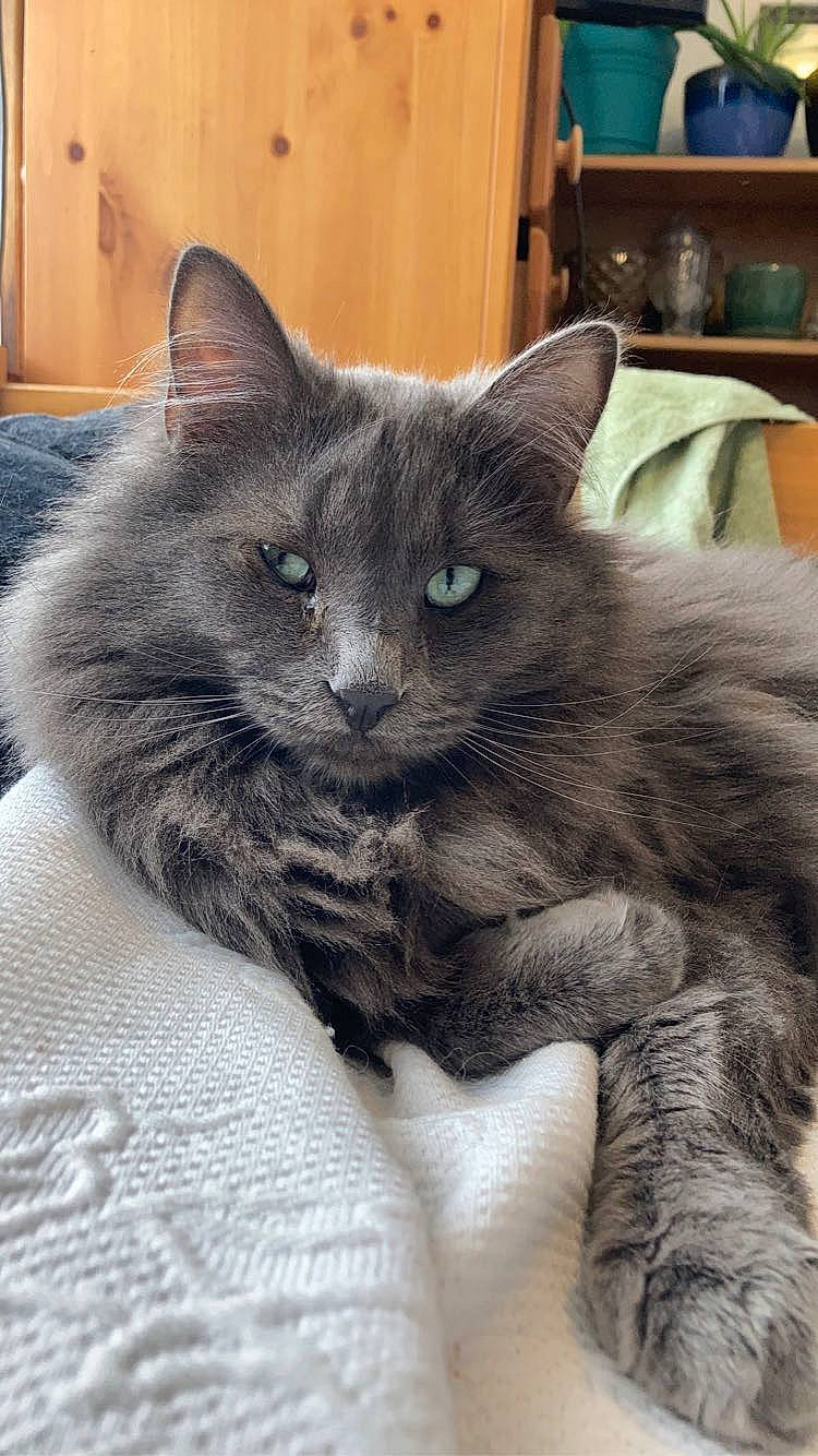 Ash is registered to the contest to win money with this photo: black_cat, carnivore, cat, claw, comfort, domestic_short_haired_cat, eye, felidae, fur, grey, paw, russian_blue, sitting, small_to_medium_sized_cats, snout, tail, terrestrial_animal, whiskers