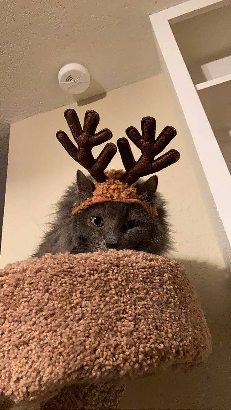 Castiel joined the competition — help win amazing prizes! antler, art, brown, ceiling, deer, event, fawn, flooring, fur, horn, interior_design, natural_material, room, sculpture, still_life_photography, terrestrial_animal, tree, visual_arts, wildlife, wood