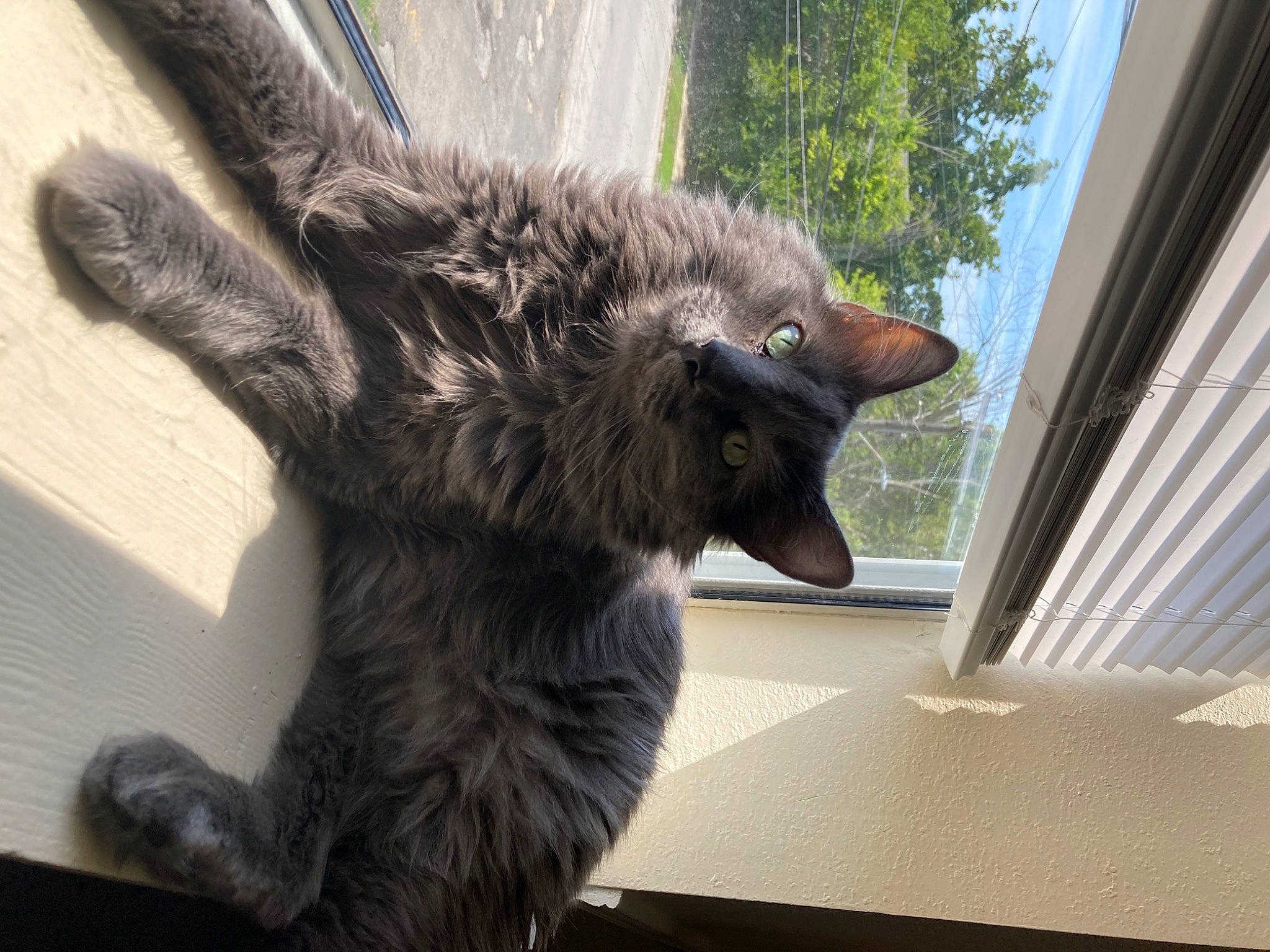 Castiel joined the competition — help win amazing prizes! canidae, carnivore, cat, claw, dog_breed, domestic_short_haired_cat, eye, felidae, fur, gesture, mammal, plant, small_to_medium_sized_cats, snout, tail, terrestrial_animal, tree, whiskers, wildlife, window