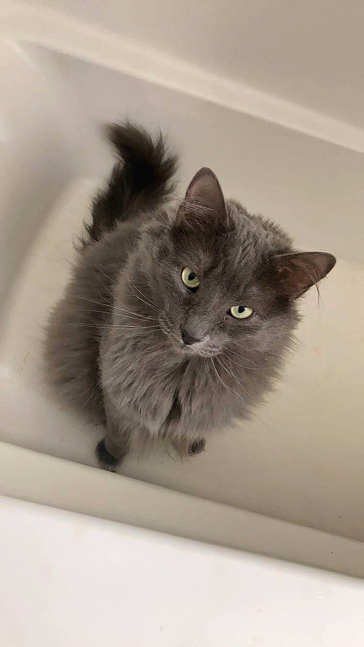 Castiel is registered to the contest to win money with this photo: british_longhair, carnivore, cat, domestic_short_haired_cat, felidae, fur, grey, small_to_medium_sized_cats, snout, tail, terrestrial_animal, whiskers, window