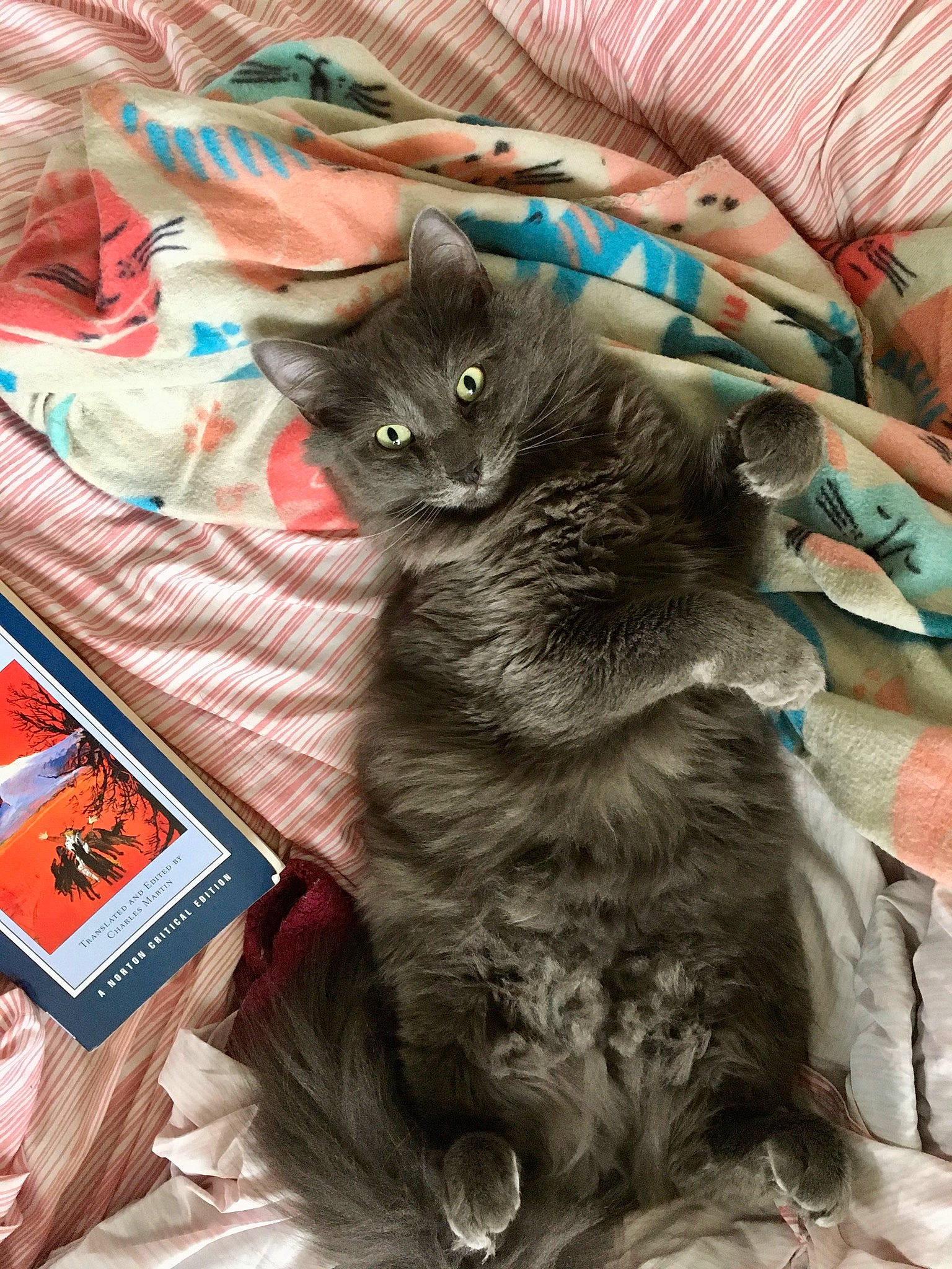 Castiel joined the competition — help win amazing prizes! black_cat, box, carnivore, cat, chartreux, claw, comfort, domestic_short_haired_cat, felidae, fur, grey, paw, russian_blue, small_to_medium_sized_cats, tail, whiskers