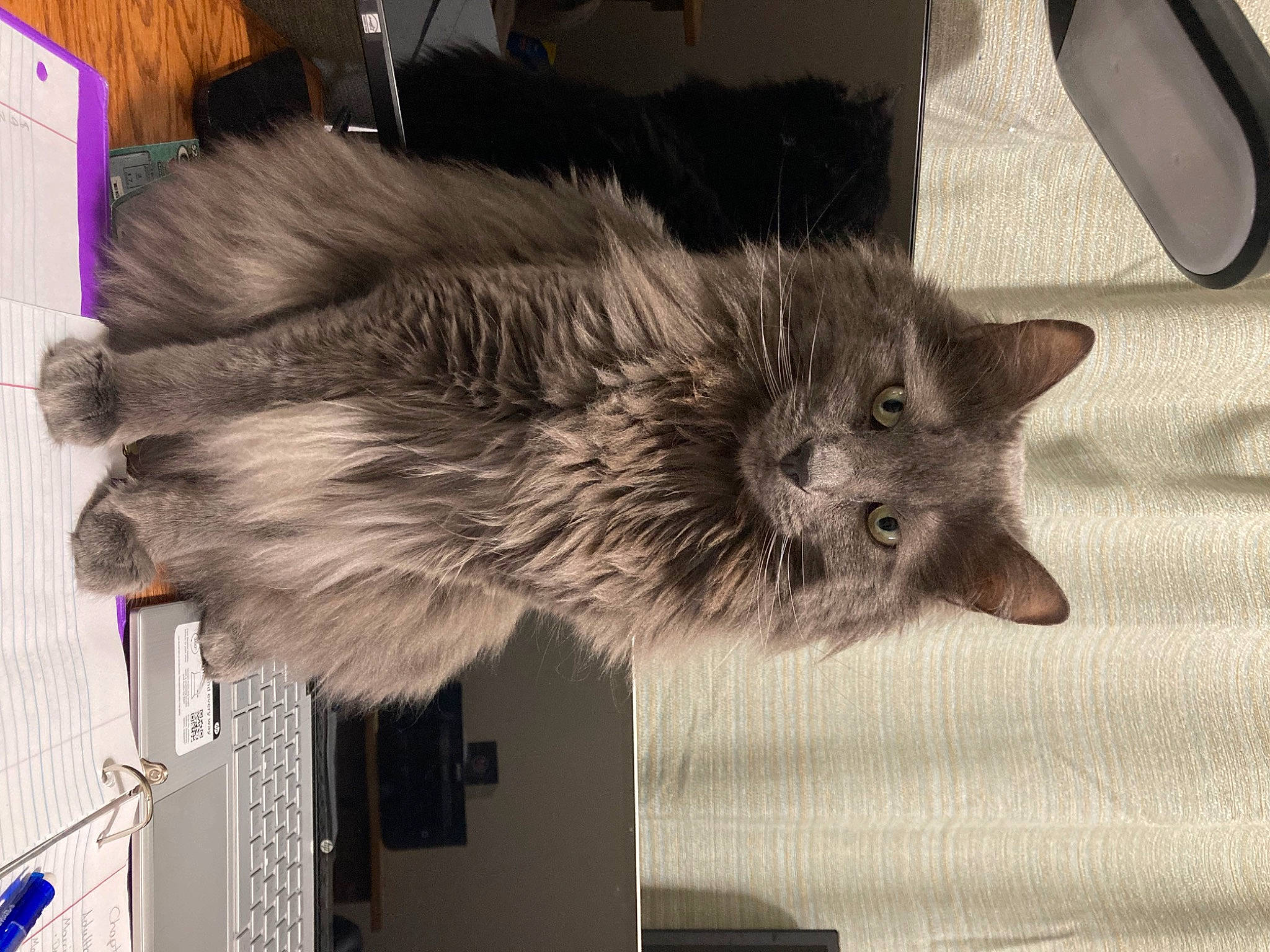 Castiel is registered to the contest to win money with this photo: british_longhair, canidae, carnivore, cat, claw, domestic_short_haired_cat, felidae, fur, grey, procyonidae, small_to_medium_sized_cats, snout, tail, terrestrial_animal, whiskers, wildlife, window