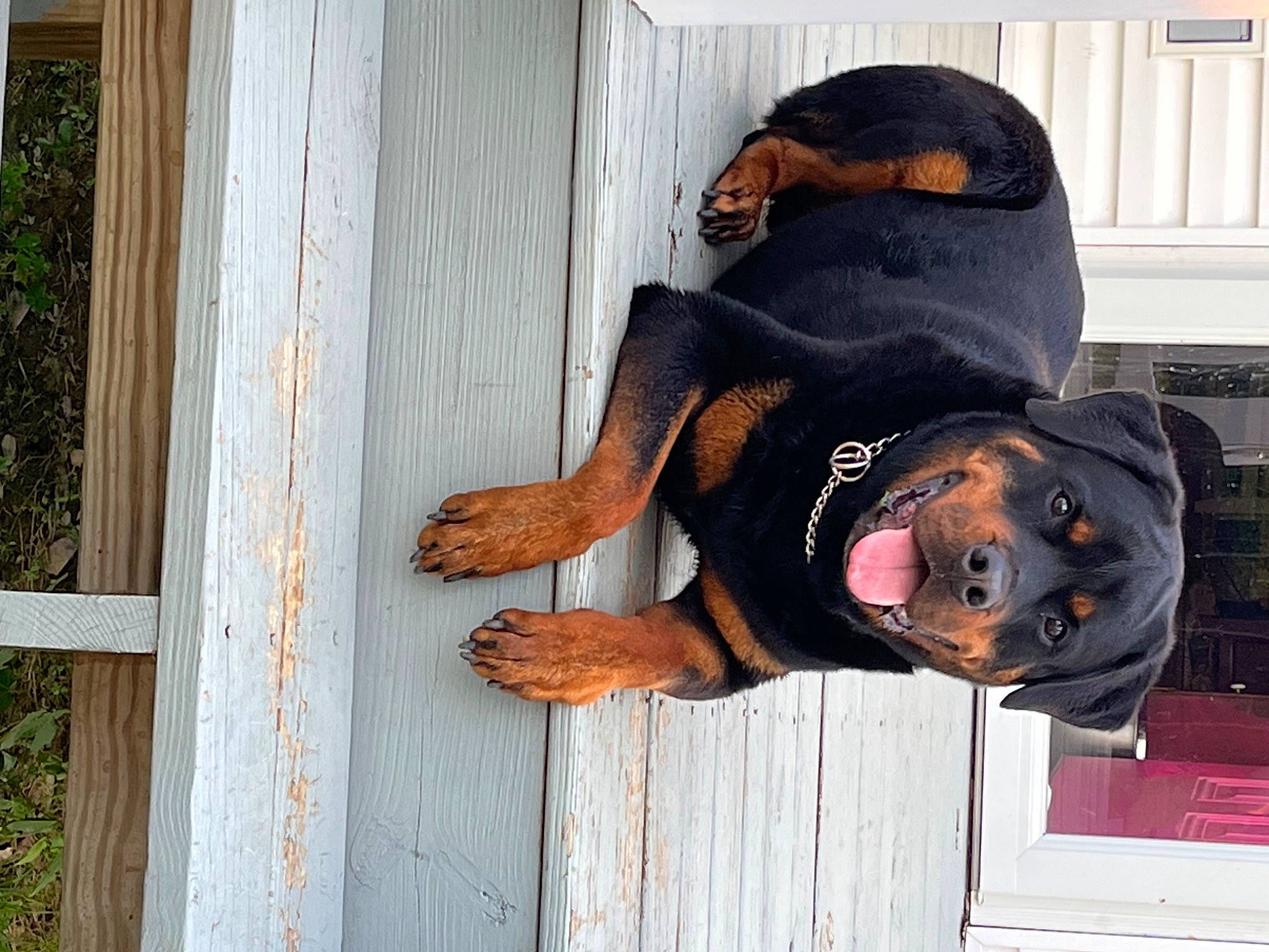 Justice joined the competition — help win amazing prizes! canidae, dog_breed, door, guard_dog, hardwood, hat, plant, sporting_group, sunglasses, tree, wood, wood_stain