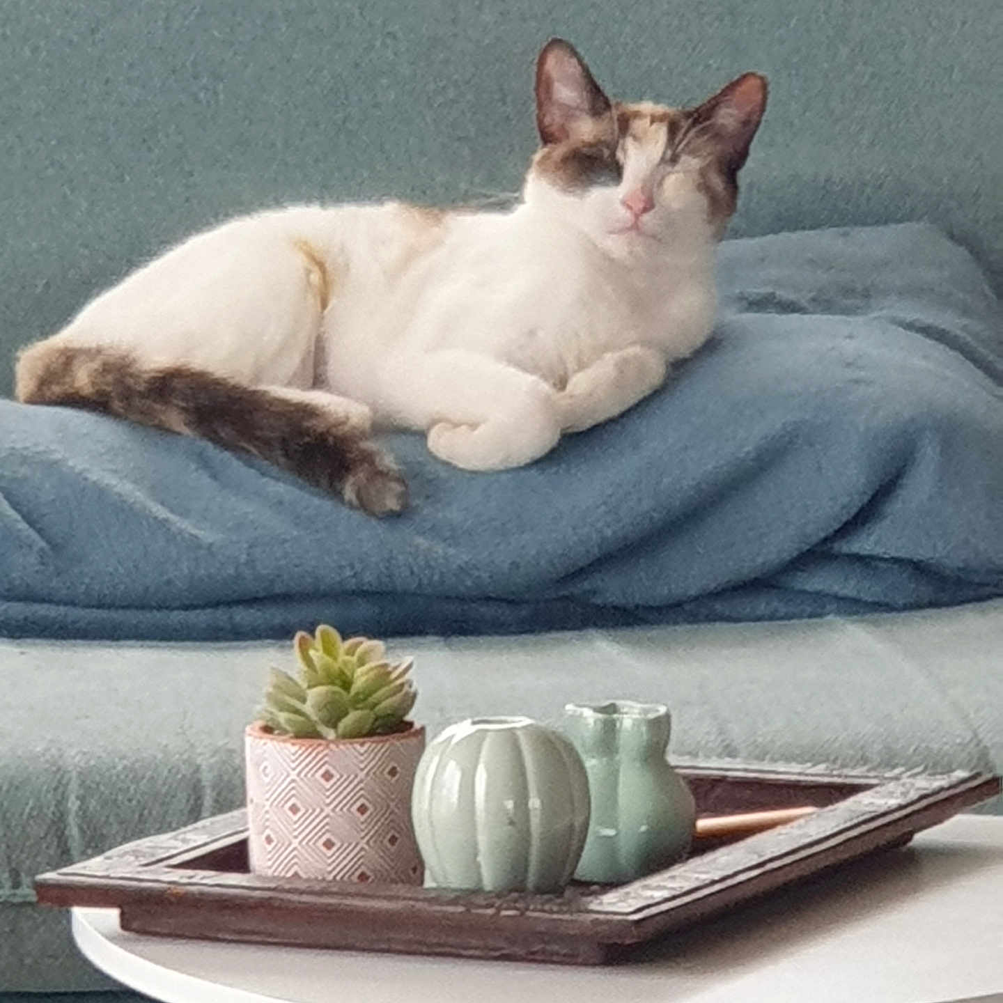 Moka a rejoint le concours — aidez-le/la à gagner de superbes lots ! animal, architecture, art, building, cat, coffeetable, couch, cushion, furniture, homedecor, indoors, jar, pet, plant, planter, porcelain, pottedplant, pottery, table, vase
