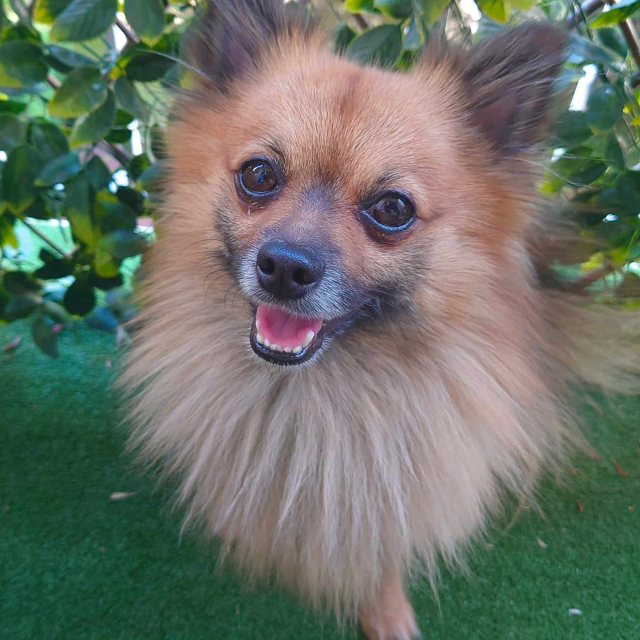 Tchaï participe au concours pour gagner de l'argent avec cette photo : animal, bodypart, canine, chihuahua, cockerspaniel, dog, eskimodog, grass, green, herbal, lawn, leaf, mouth, papillon, person, pet, plant, puppy, tree, vegetation