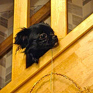 Ucco a rejoint le concours — aidez-le/la à gagner de superbes lots ! dog, black_dog, wooden_stairs, stair_railings, indoor, pet, curious, head, string, playful, cozy, animal, small_dog, fur, ears, flooring, home, muzzle, looking, closeup