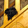 dog, black_dog, wooden_stairs, stair_railings, indoor, pet, curious, head, string, playful, cozy, animal, small_dog, fur, ears, flooring, home, muzzle, looking, closeup