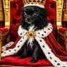 Ucco participe au concours pour gagner de l'argent avec cette photo : dog, black_dog, crown, throne, royal_cape, red_velvet, golden_chair, small_dog, luxury, regal, portrait, pet, costume, animal, fur, indoor, majestic, adorned, ornate, cute